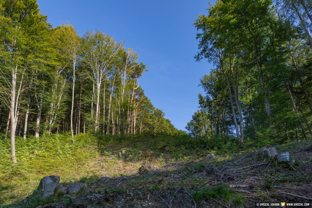 A_BR_Hochburg-Ach_Wanghausen Weilhartsforst (Dirschl Johann)_IT6A0801