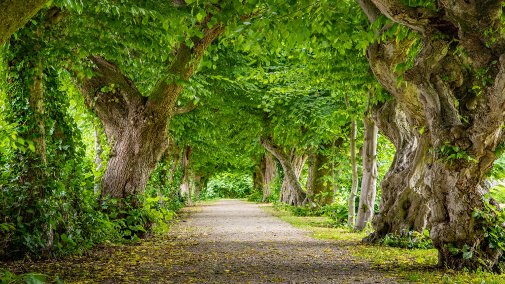 A_RI_Reichersberg_07_Herrengarten Hainbuchenalle (Dirschl Johann)