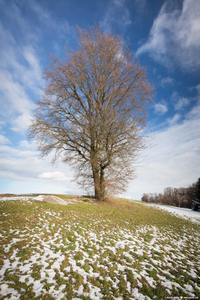 D_AÖ_Reischach_Friesing Aussicht Winter Baum (Dirschl Johann)_LE1A3794