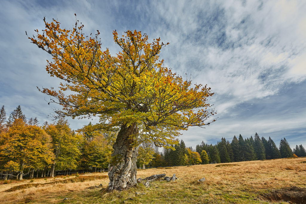 Hochschachten alte Buche