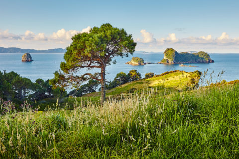 Neuseeland Coromandel