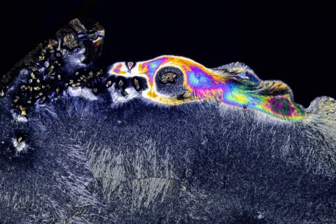 Parapropanol "Dragon Detail"