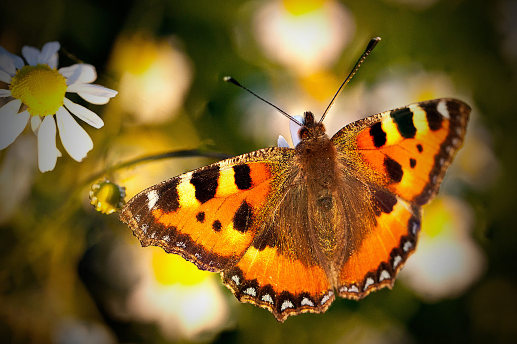 Schmetterling