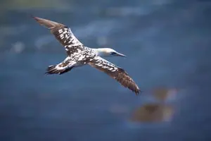 Basstölpel, Helgoland, Pinneberg, Schleswig-Holstein