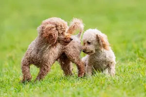 Hundezucht Fink, Grillham, Uttendorf