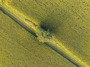 Maisfeld am Windpark, Dirnaich, Rottal-Inn, Niederbayern