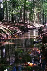 Waldbach richtung Schwellhäusl mitten  im Wald