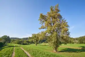 Feldweg mit Bäumen, Steinhöring Isen, Altötting, Oberbayern
