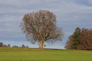 Baum mit Wegkreuz am Weg nach Birnbach, Erlbach, Altötting