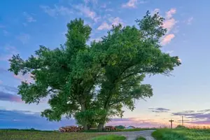 Dreistämmiger Baum, Erlbach, Oberbayern, Inn-Salzach, Bayern
