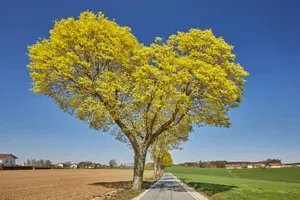 Baumallee mit Herz, Unterdietfurt, Stadlthann, Niederbayern