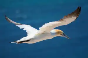 Basstöpel, Helgoland, Pinneberg, Schleswig-Holstein