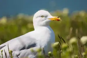 Silbermöwe, Helgoland, Pirmasens, Rheinland-Pfalz