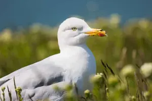 Silbermöwe, Helgoland, Pirmasens, Rheinland-Pfalz