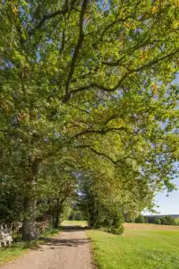 Wanderweg 2, Natur bei Lapperding nach Guteneck, Rottal-Inn