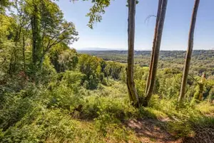 Aussicht im Wald, Hadermarkt, Braunau am Inn, Oberösterreich
