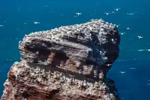 Basstölpel, Helgoland, Pinneberg, Schleswig-Holstein