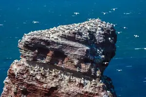 Basstölpel, Helgoland, Pinneberg, Schleswig-Holstein