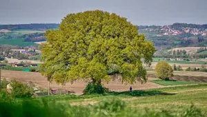 Kronwitt-Eiche, Bayerbach, Rottal-Inn, Niederbayern