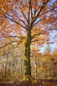 Herbst, Klosterau Walderlebnispfad, Altötting, Oberbayern