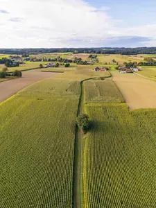 Maisfeld am Windpark, Dirnaich, Rottal-Inn, Niederbayern