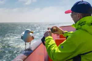 Möwe nahe Helgoland, Landkreis Pinneberg, Schleswig-Holstein