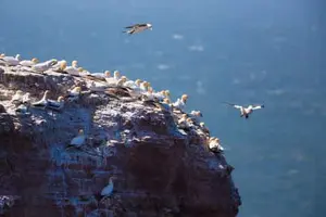 Basstölpel, Helgoland, Pinneberg, Schleswig-Holstein
