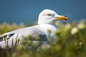 Silbermöwe, Helgoland, Pirmasens, Rheinland-Pfalz